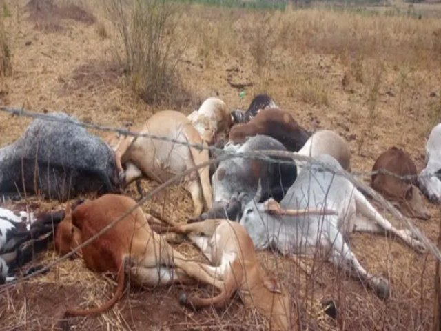 Mais de 20 cabeas de gado morrem eletrocutados em Formosa do Rio Preto-BA