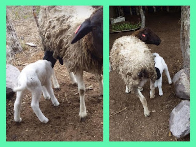Tapiramut: 05 ovelha e 01 cabra parida so furtadas (roubadas) em uma propriedade na rodovia Volta Grande/Ponta D'gua
