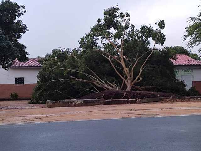 Capim Grosso: Chuva com vento derruba rvore na A. Airton Sena