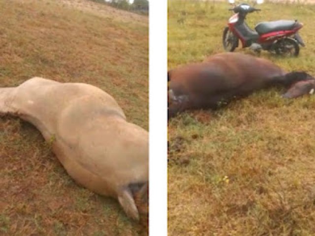 Raio mata dois cavalos na zona rural de Serrinha