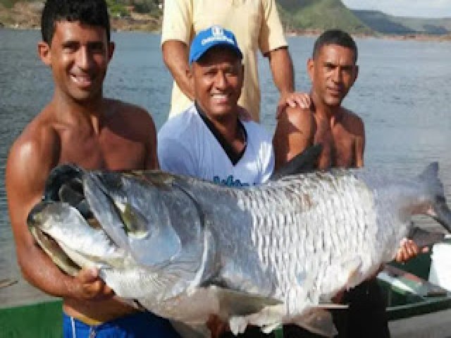 Peixe com mais de dois metros foi capturado por pescador no rio São Francisco.