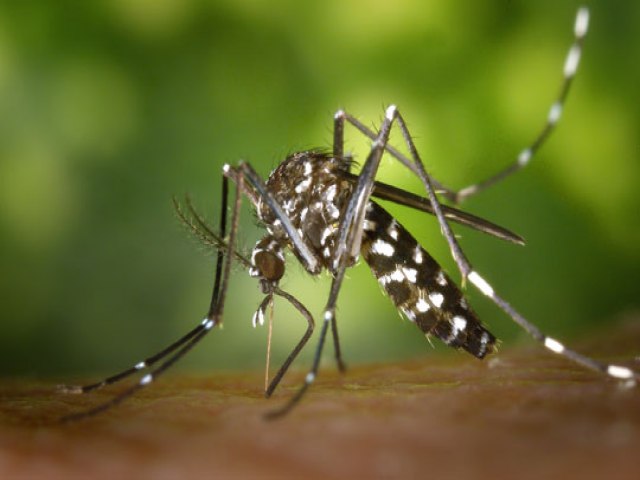 Quarta morte causada por dengue grave  confirmada em Feira de Santana; paciente tinha 13 anos