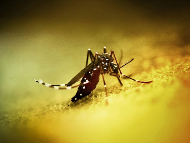 Bahia registra quinta morte por dengue hemorrgica no ano