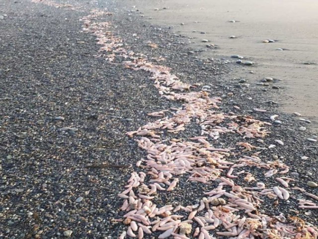 Milhares de 'peixe-pênis' aparecem em praia da Argentina