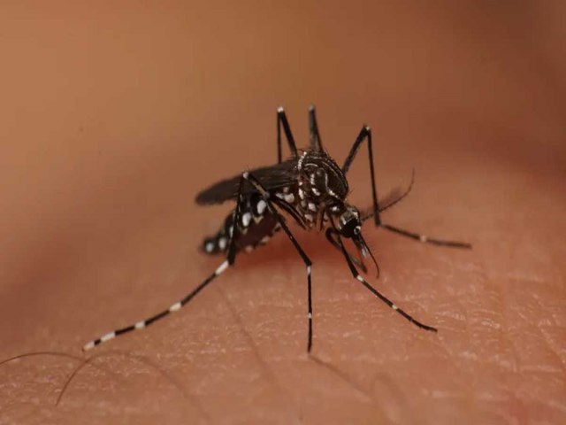 Feira de Santana decreta estado de emergncia por causa da Dengue