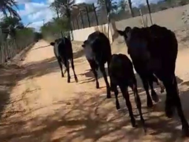 Quatro cabeças de gado são roubadas na Fazenda Jitirana município de Capim Grosso