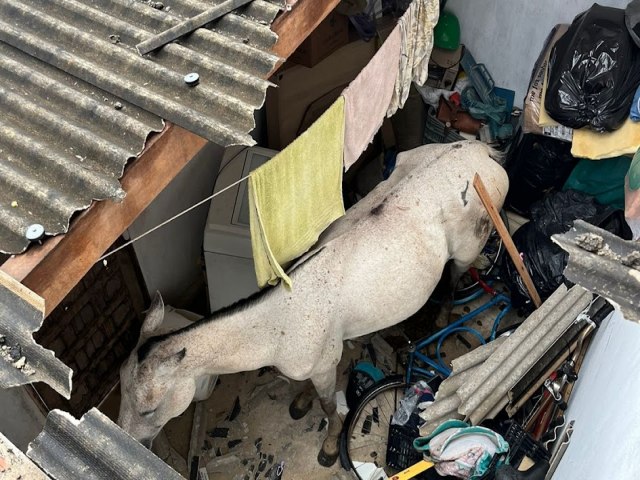 Cavalo cai em cima de telhado em Ruy Barbosa-BA.