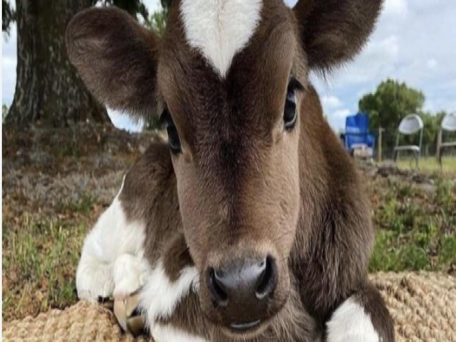 So Jos do Jacupe: animais so encontrados com ferimentos na regio do sistema reprodutivo vtima de estupro