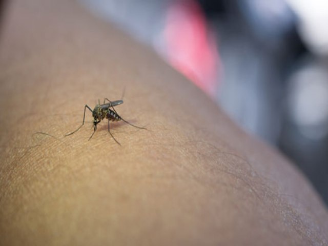 Brasil registra mais de 500 mil casos e 75 mortes por dengue em 2024