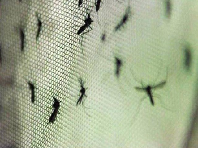 Bahia chega a oito mortes confirmadas por dengue em 2024