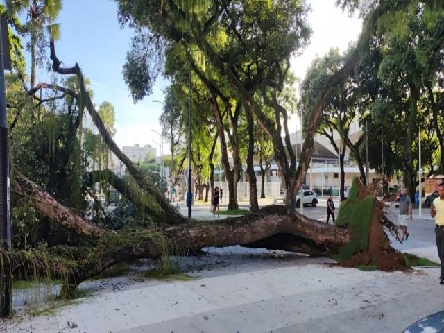 rvore de grande porte cai no bairro do Campo Grande, em Salvador