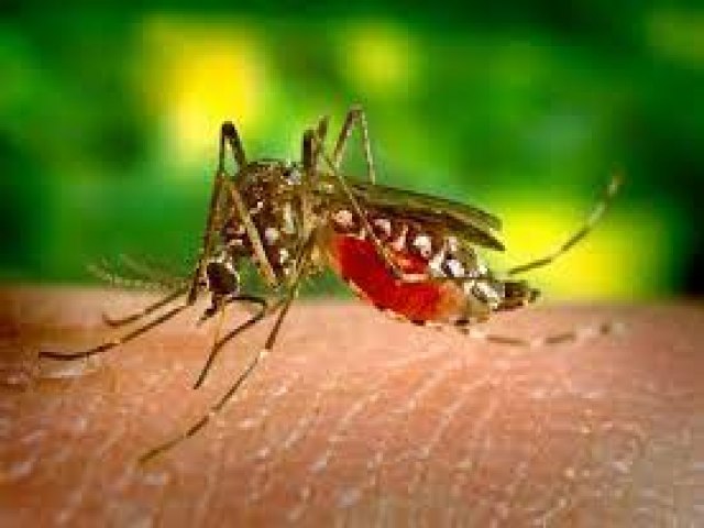 Brasil passa de 4 milhes de casos de dengue; mortes chegam a 1.937