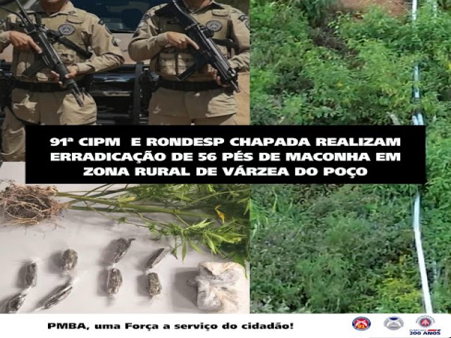 91 CIPM e Rondesp erradicam 56 ps de maconha na zona rural de Vrzea do Poo