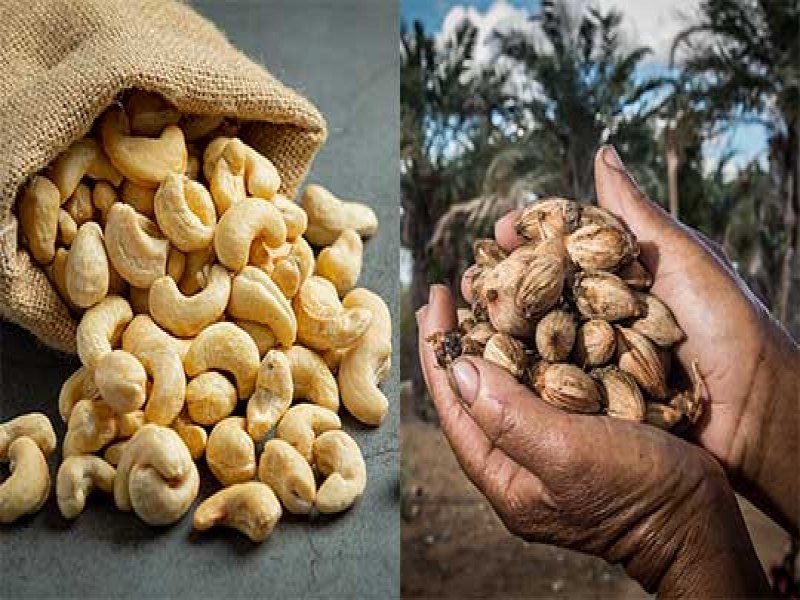 Bahia lidera mercado de licuri e castanha-de-caju com destaque para Cansano, Tucano, Monte Santo e Euclides da Cunha, segundo IBGE