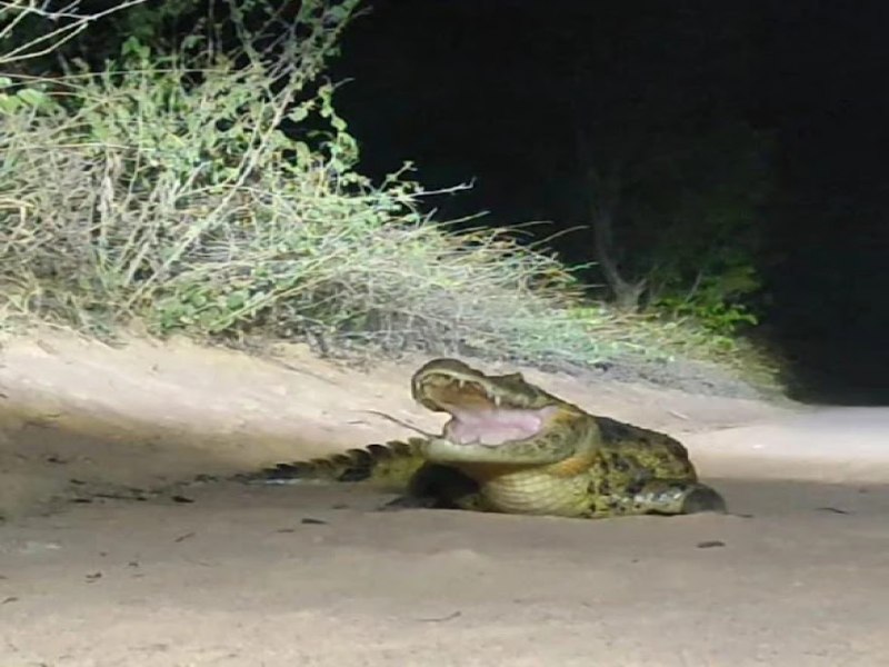 Jacar foi encontrado na zona rural do municpio de Miguel Calmon; Tamanho assusta internautas