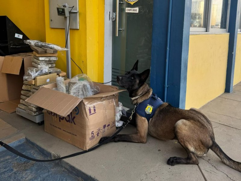 Durante a Operao Conatus, PRF apreende mais de 84 kg de maconha em nibus interestadual