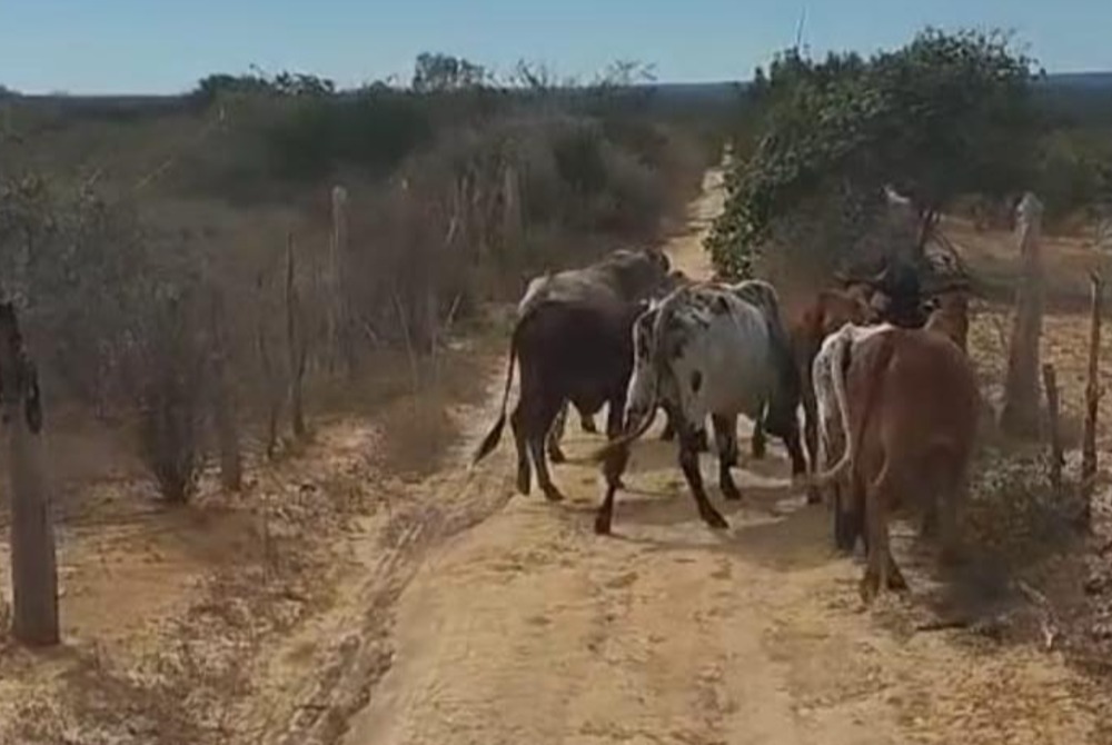 Policia Militar recupera cabe�as de gado furtadas na zona rural de Varzea Nova