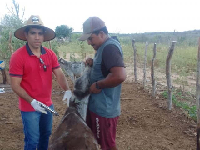 Prefeitura de Arcoverde promove vacinao contra a brucelose, em comunidades da zona rural