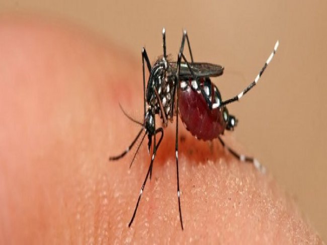 Foram confirmadas sete mortes por dengue no estado de Pernambuco