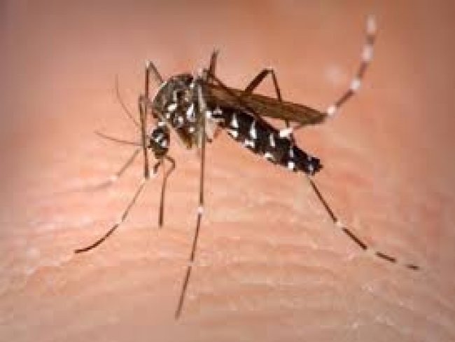 No Brasil, gastos com a dengue chegam a R$ 2,7 bilhões