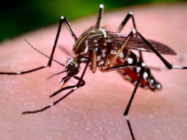 Governo do Estado realiza capacitação sobre mosquito Aedes Aegypti em Petrolina