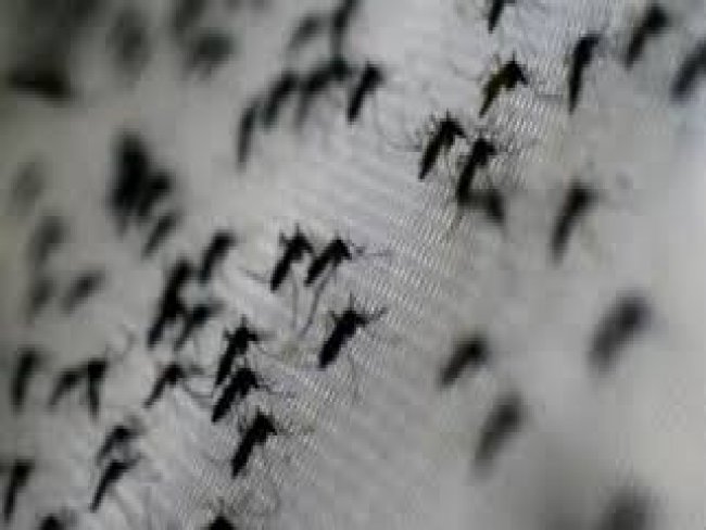   Agentes da Celpe ajudarão no combate ao Aedes