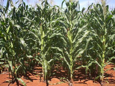 Abaré-BA: Agricultores caem em promessa de 8 mil reais em empréstimo para adquirir milho