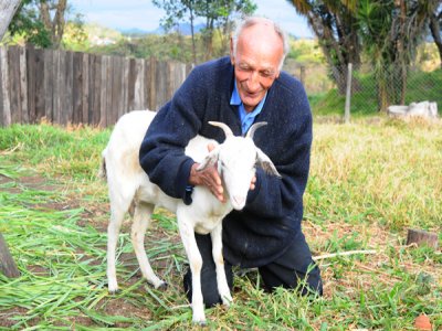 Brasileiro de 74 anos se apaixona por cabra de estimação e vai casar