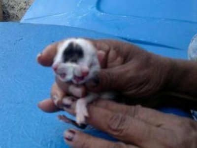 Gato nasce com duas cabeças na Bahia