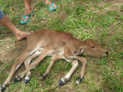Bezerro nasce com seis patas no município de Varzedo, na Bahia