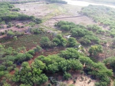 Operação da PF destrói 403 mil pés de maconha no sertão de Pernambuco