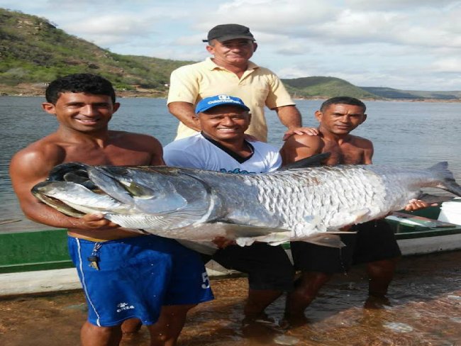  Pescador em Piranhas/AL, captura peixe gigante no Rio São Francisco