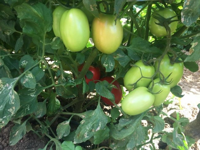 IPA Belém do São Francisco ? PE, após 08 anos de estudos, cria o Tomate Ferraz, que tem qualidades superiores aos do mercado atual.