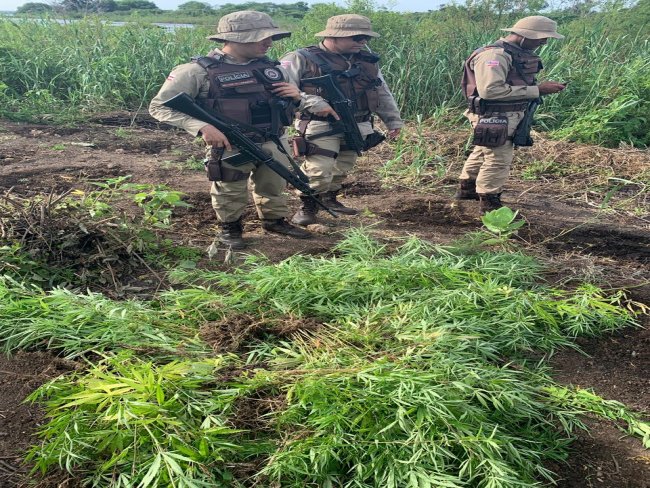Polícia Militar erradica e incinera plantação de cannabis sativa na localidade conhecida como Pambu em Abaré-BA.