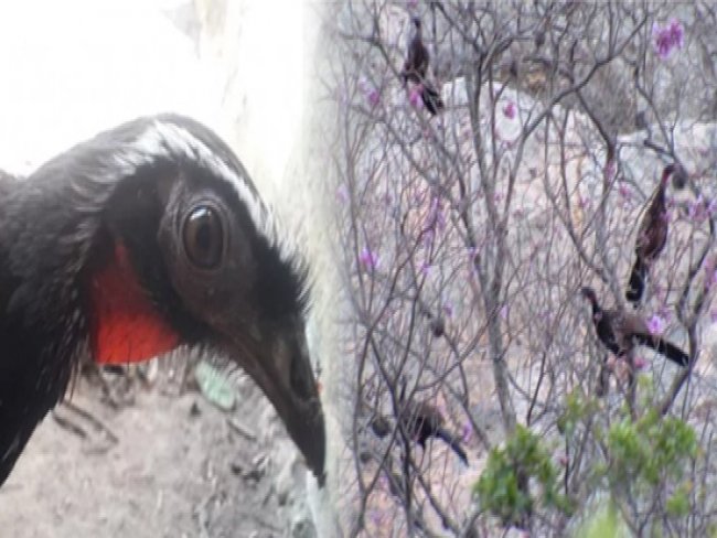 Em Serra Talhada, ave rara  encontrada em rea de conservao