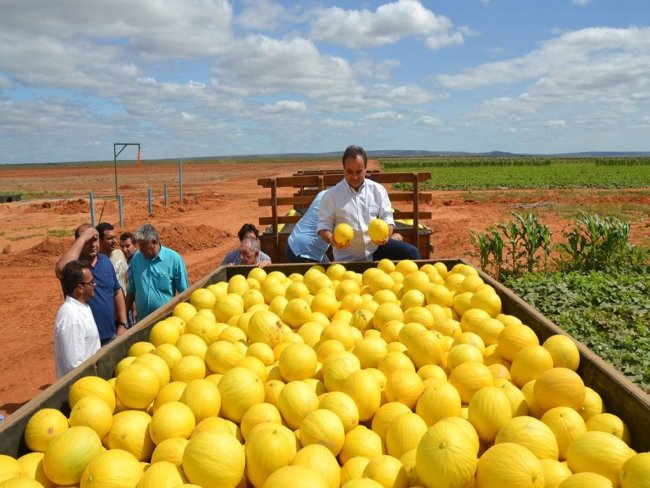 Negcios com a China podem triplicar produo de melo no Brasil, projeta Abrafrutas