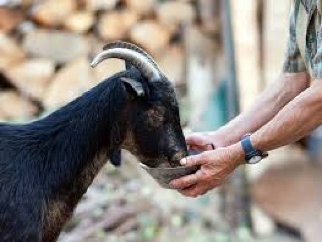 BNB realiza palestras sobre ovinocaprinocultura em parceria com o SEBRAE