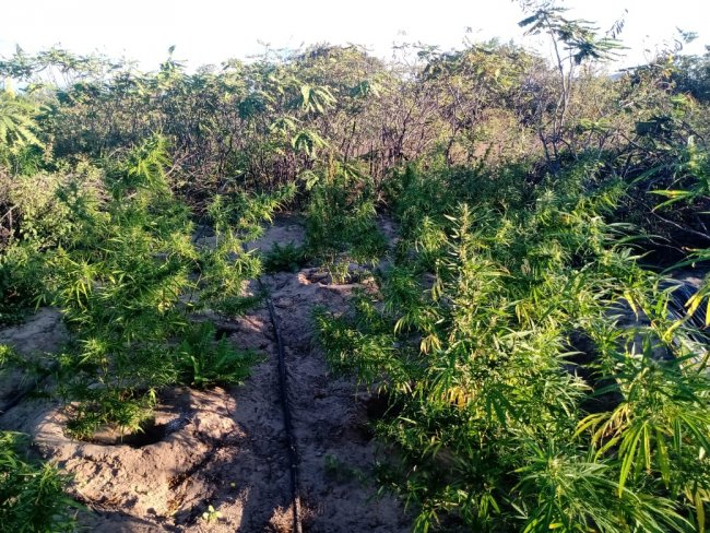 Uma plantao de maconha  foi erradicada, na manh de sexta-feira (19), no povoado de Bem Bom, municpio de Casa Nova- Bahia