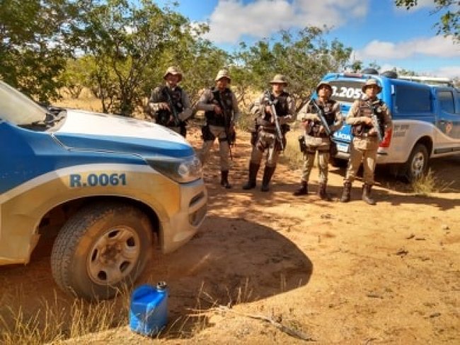 PM erradica mais de 2 mil ps de maconha em fazenda de Chorroch-BA