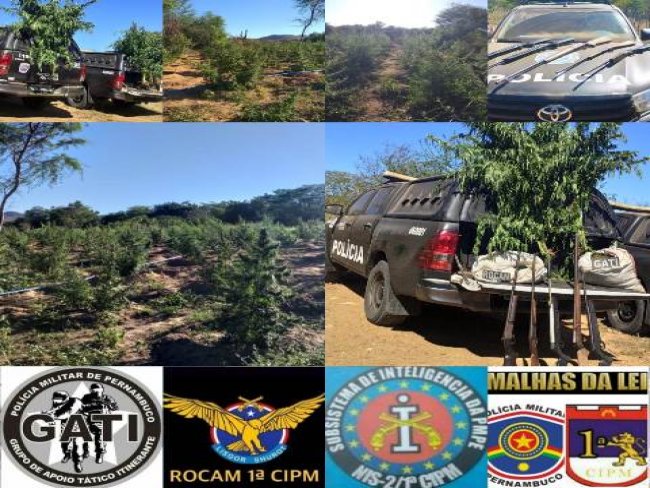 Policiais Militares da 1 CIPM erradicam mais uma roa de maconha