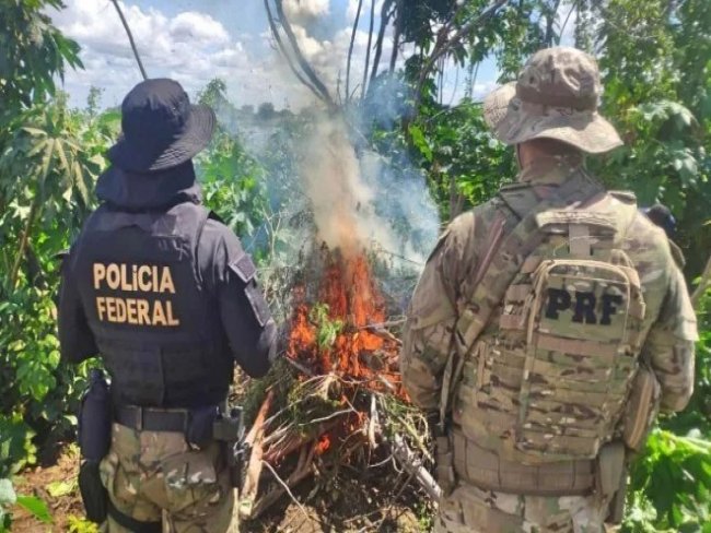 Polcia erradica 538 mil ps de maconha no Serto de Pernambuco