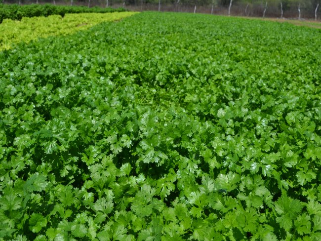 Floresta-PE O Sitio do Silncio vende Verduras orgnicas  Envie seu pedido para o CEL 87 9-9992-7615 falar com Valdemir Diniz.