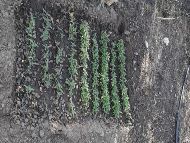 PM prende funcionrio e destri 4 mil ps de maconha em Flores