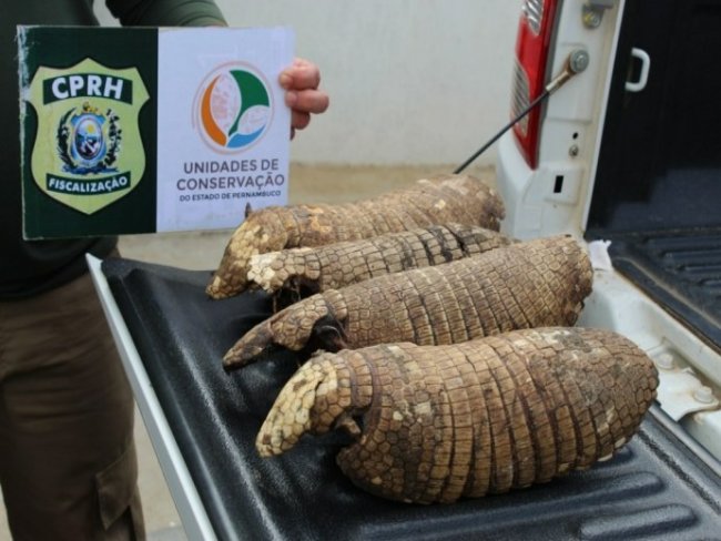 Plantio de maconha  destrudo durante operao na Serra da Canoa, em Floresta-PE