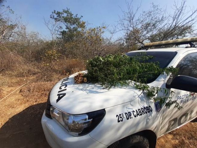 Policiais Civis e Militares erradicam plantao com mais de 13 mil ps de maconha na zona rural de Cabrob