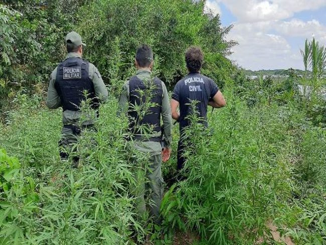 Operao conjunta das Policias Civil, Militar e Federal erradicam plantao com mais de 5 mil ps de maconha em Oroc