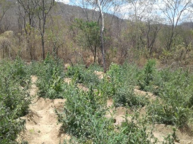 Polcia erradica mais de 80 mil ps de maconha no Serto de Pernambuco durante Operao Muamb