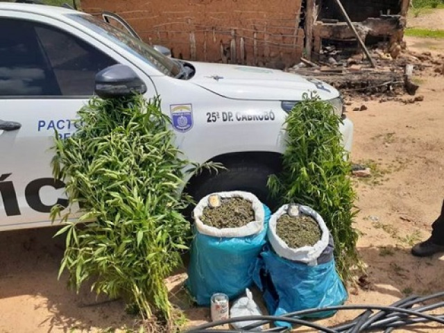 Polcia apreende 20 kg de maconha e erradica ps do entorpecente na zona rural de Cabrob