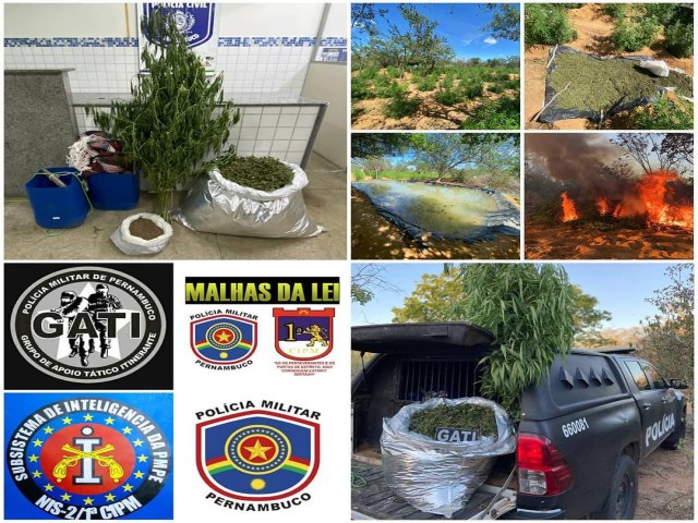 Policiais erradicam 4 roas de maconha e quase 16 kg da droga pronta para o consumo em Floresta, PE