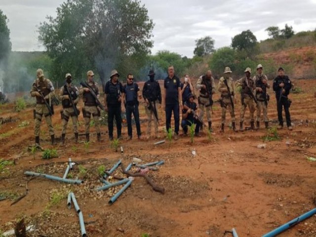 Polcia erradica mais de 200 mil ps de maconha em Jeremoabo Serto da Bahia